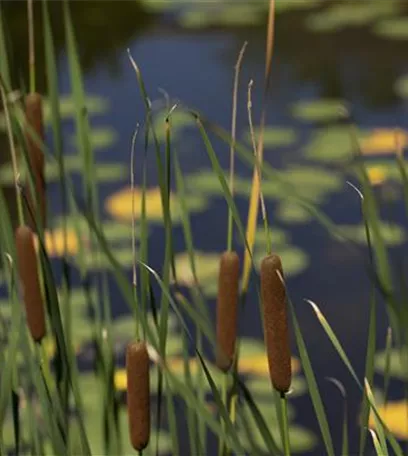 Wellness im eigenen Garten - Oasen schaffen