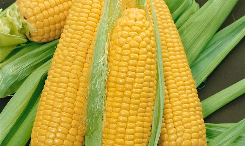 Zea mays var. saccharata 'Tatonka F1'