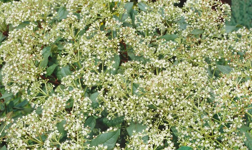 Viburnum x globosum 'Jermyns Globe'