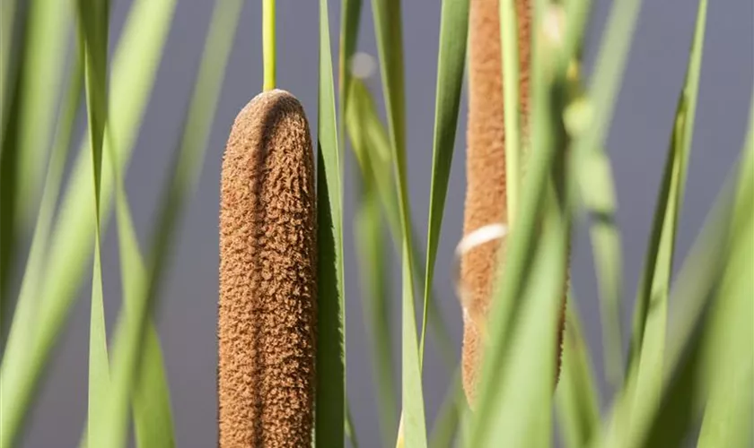 Typha latifolia