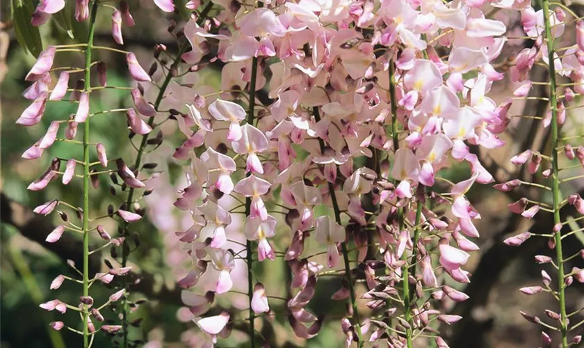 Wisteria floribunda 'Lilac Rose'