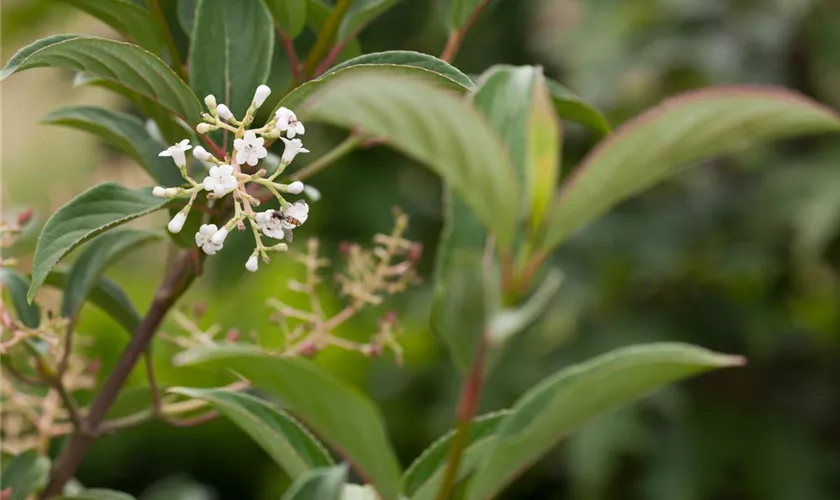 Viburnum x hillieri 'Winton'