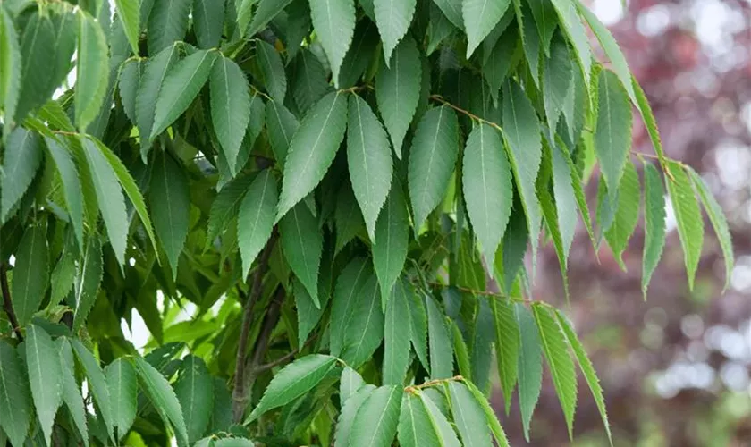 Zelkova serrata 'Fastigiata'