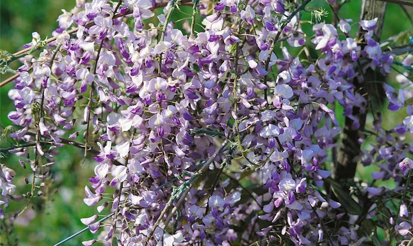 Wisteria floribunda 'Caroline'