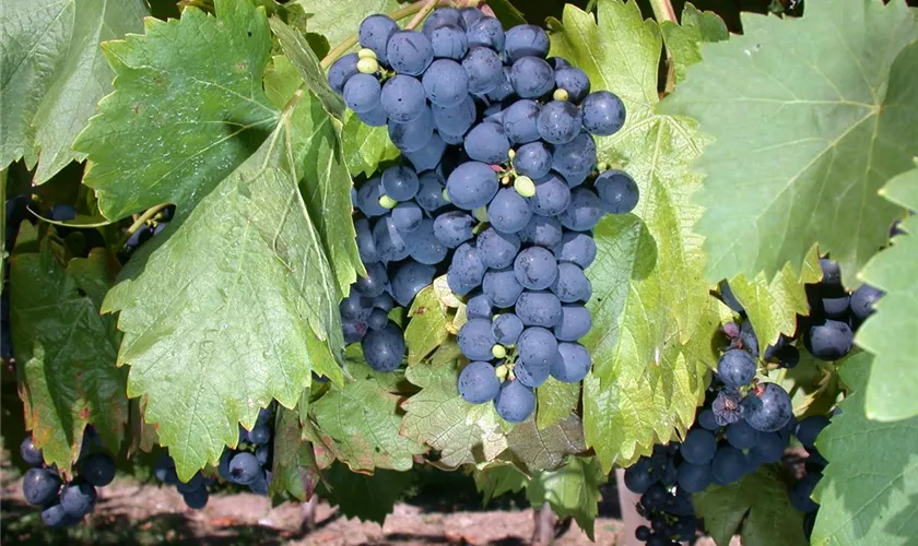 Vitis vinifera 'Königliche Esthertraube '