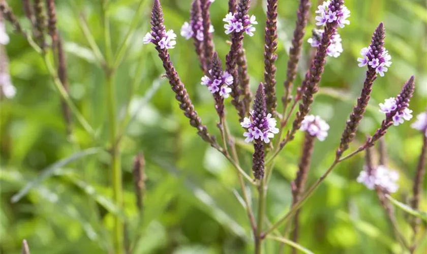 Verbena hastata 'Pink Spires'