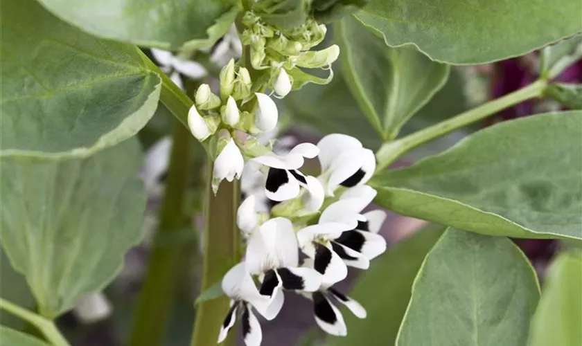 Vicia faba 'Hangdown Grünkernig'