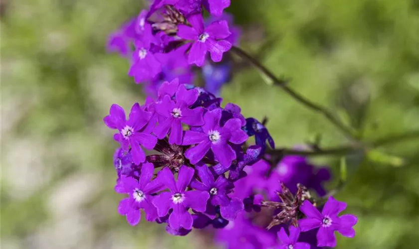 Verbena 'Imagination'