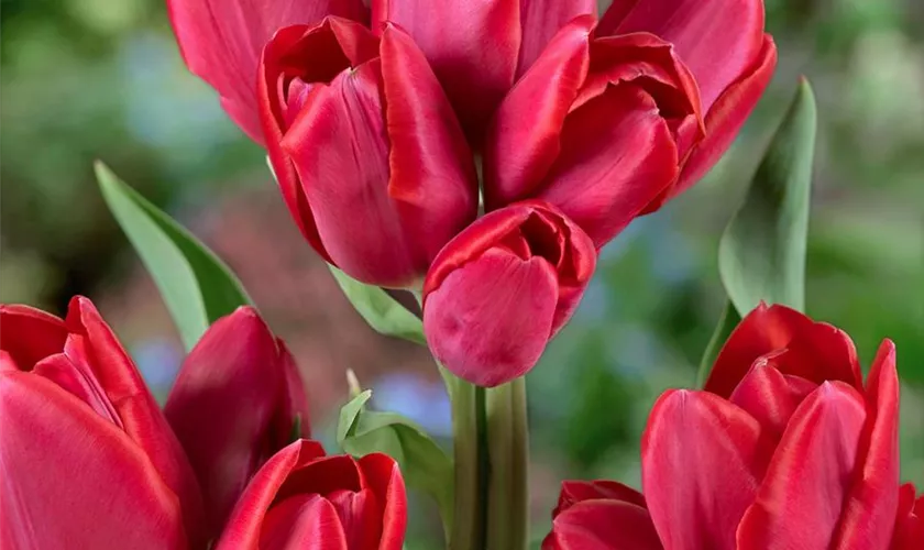 Tulpe 'Merry Go Round'