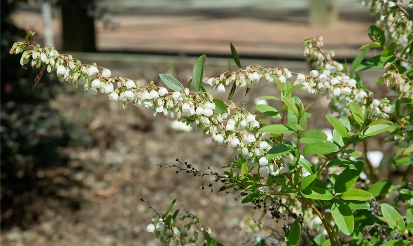 Zenobia pulverulenta 'Blue Sky'