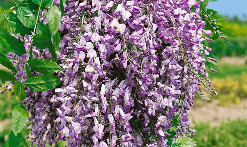 Wisteria floribunda 'Issai Perfekt'