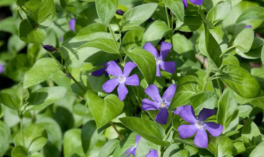 Vinca balcanica