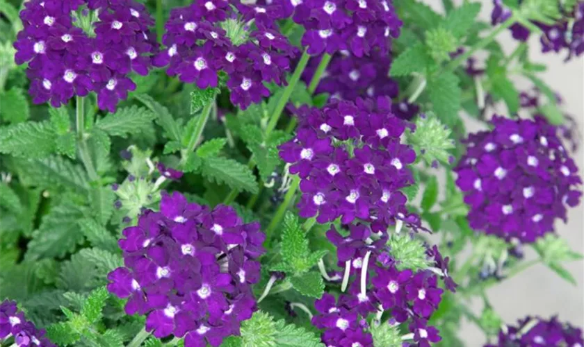 Verbena 'Midnight Purple'