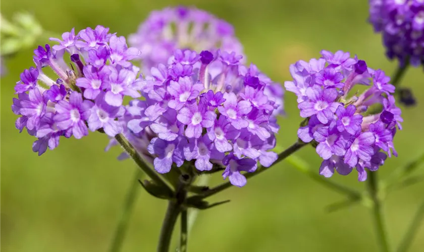 Verbena rigida