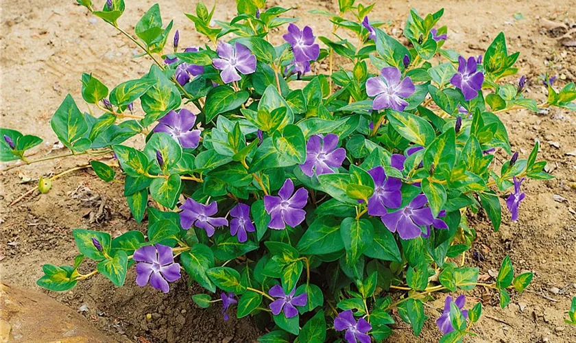 Vinca major 'Maculata'