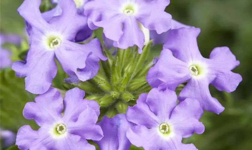 Verbena 'Tapien'®