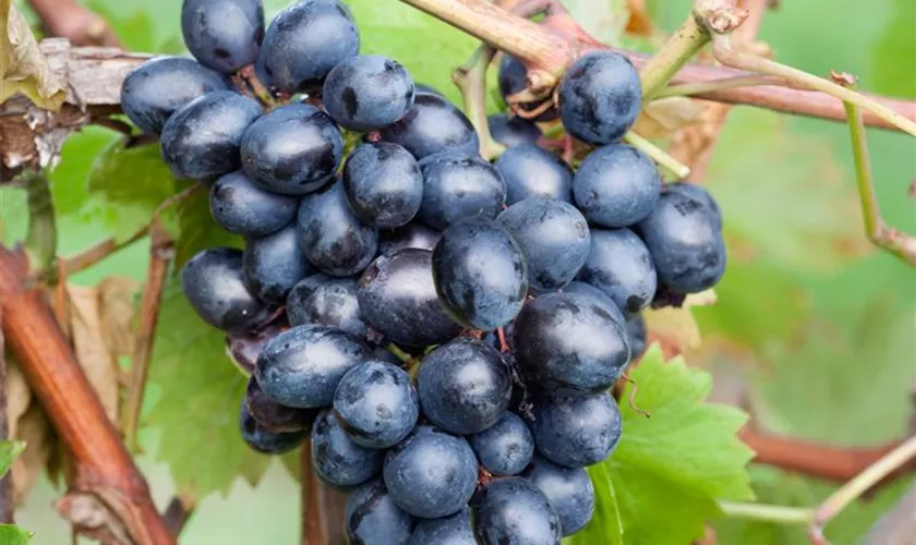 Vitis vinifera 'Nero'(s)