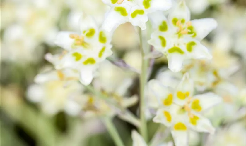 Zigadenus elegans