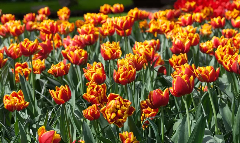 Tulipa 'Monsella'