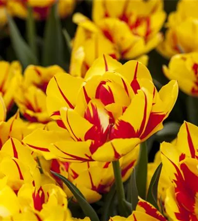 Gefüllte Tulpen: Volle Blüte und betörender Duft