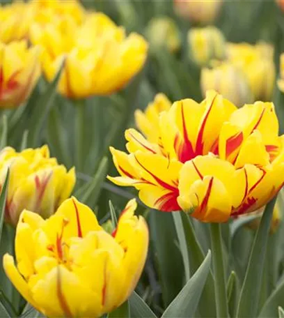 Gefüllte Tulpen: Volle Blüte und betörender Duft