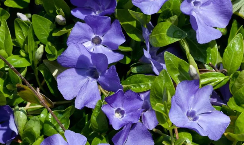 Vinca minor 'Flower Power'