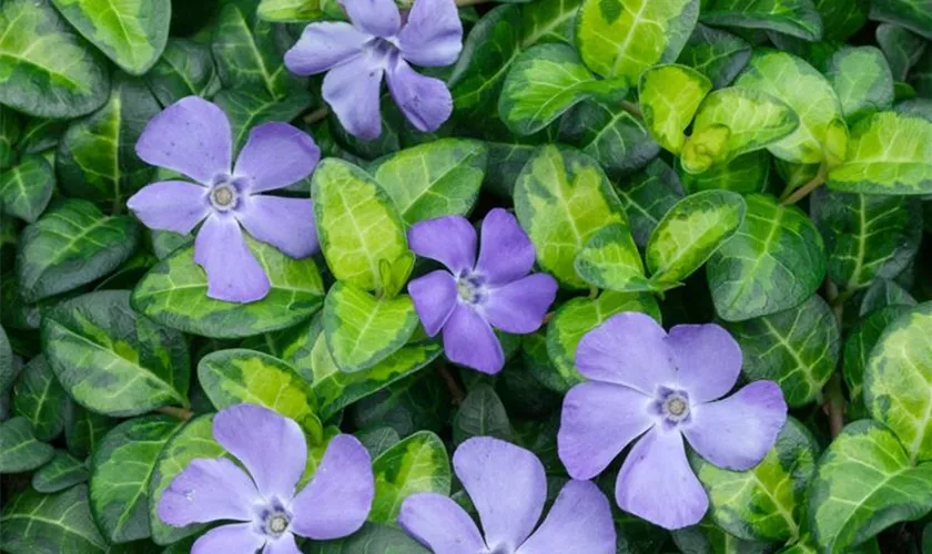 Vinca minor 'Imagine'