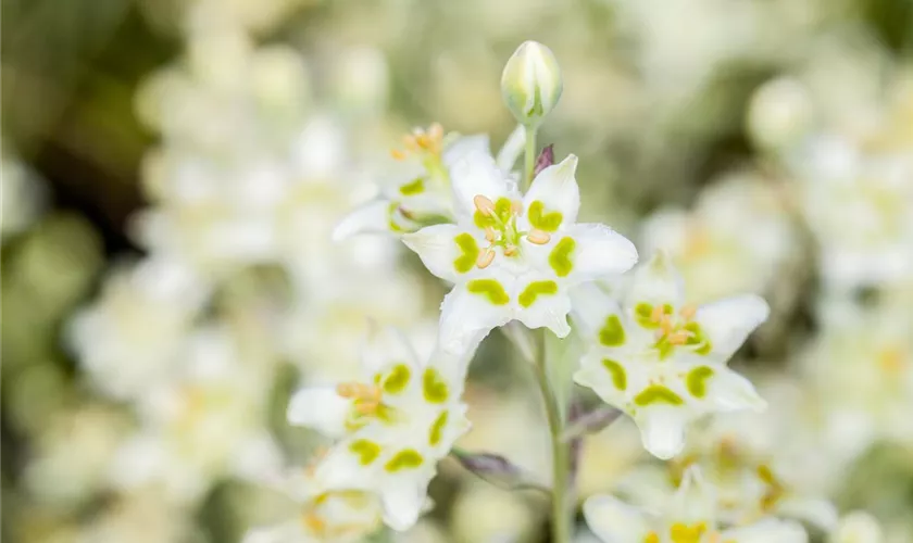 Zigadenus nuttallii