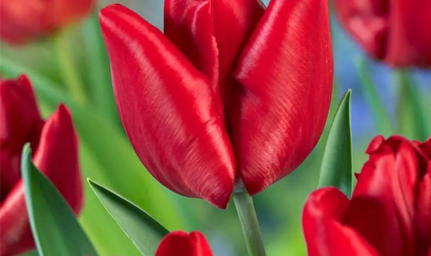 Tulpe 'Mountain High'