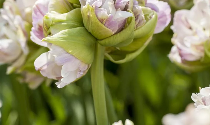 Mehrblütige Tulpe