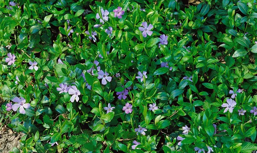 Vinca minor 'Azureo Flore Pleno'