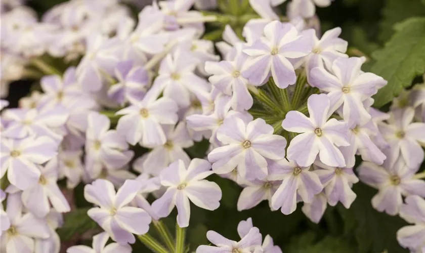 Verbena 'Voodoo Lavender Star'