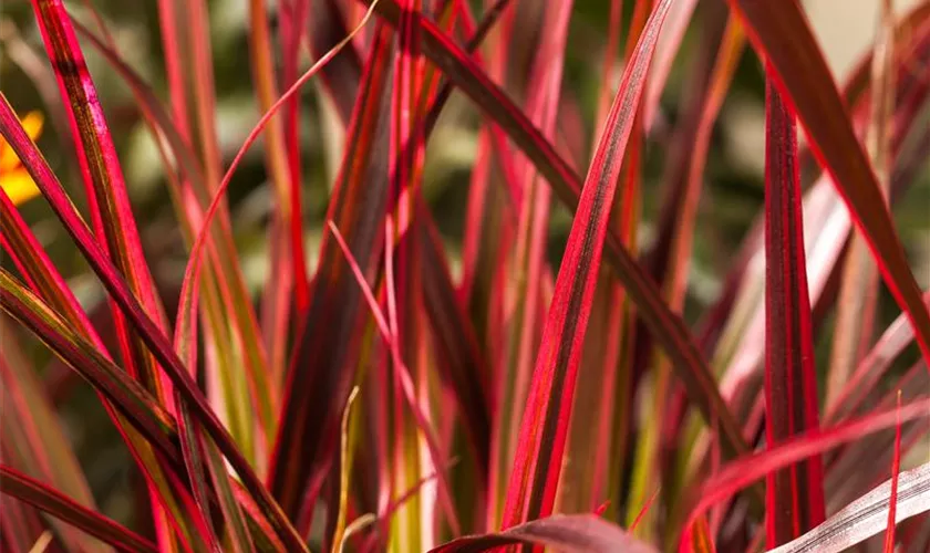 Uncinia rubra 'Everflame'