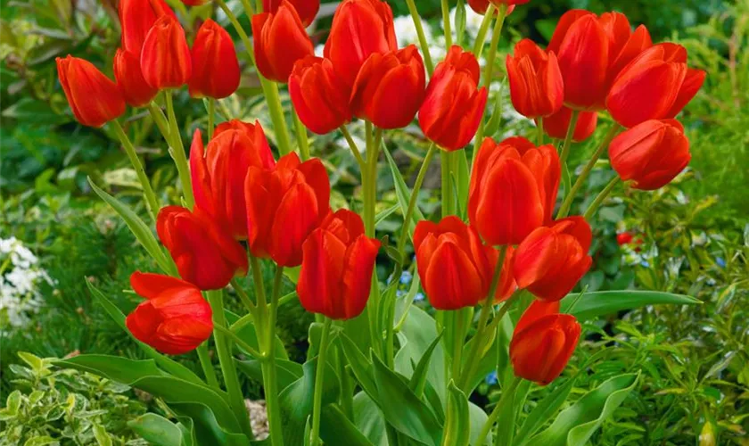 Mehrblütige Tulpe 'Orange Bouquet'