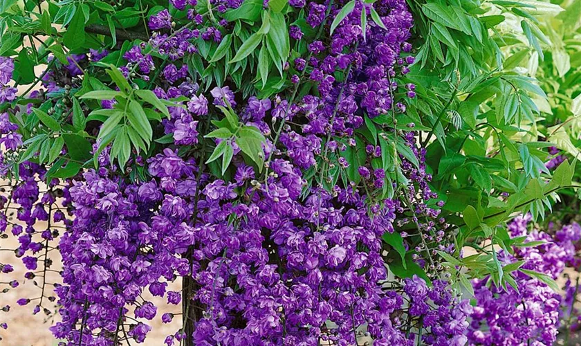 Wisteria floribunda 'Violacea Plena'