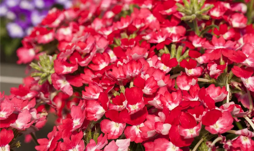 Verbena 'Wicked Pink Pepper'