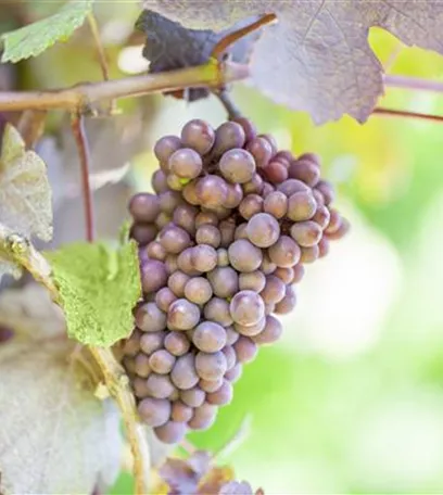 Warum Wein eigentlich aus Beeren gemacht wird