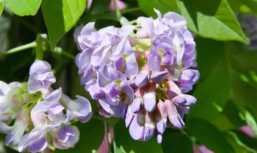 Wisteria frutescens 'Amethyst Falls'®