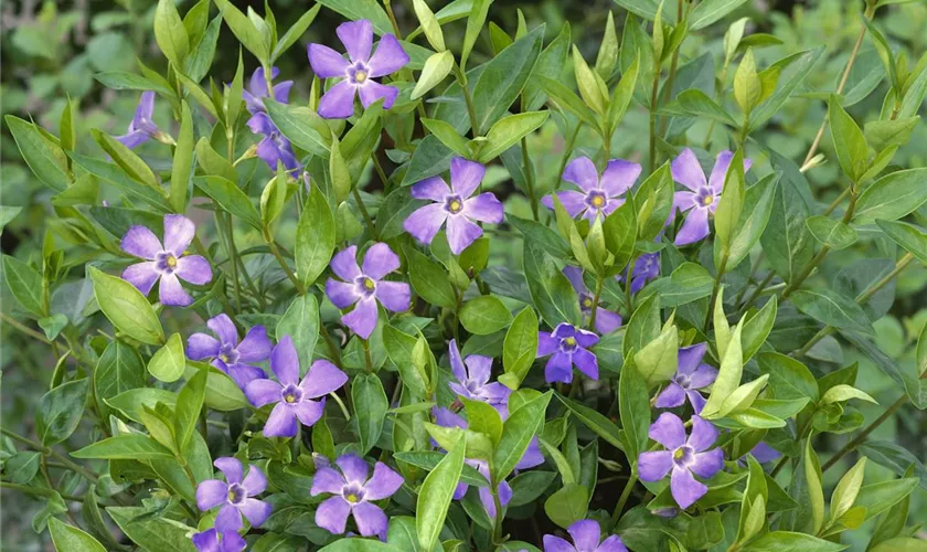 Vinca minor 'La Grave'