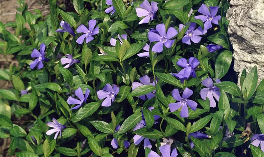 Vinca minor 'Mollies Trio'