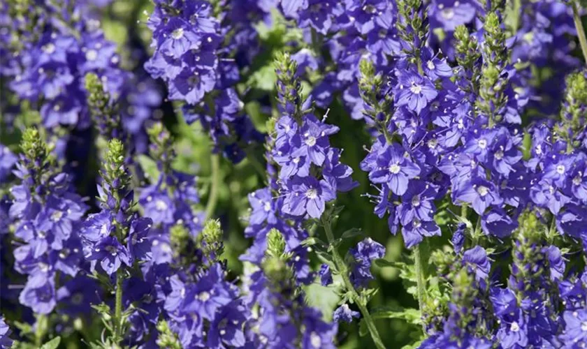 Veronica austriaca