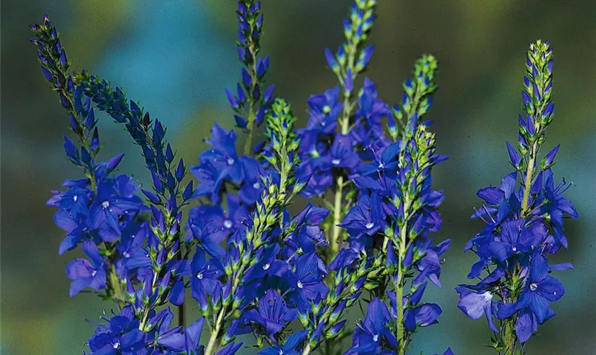 Veronica austriaca 'Kapitän'