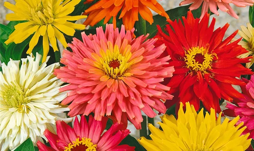 Zinnia elegans 'Sonnenstrahl'