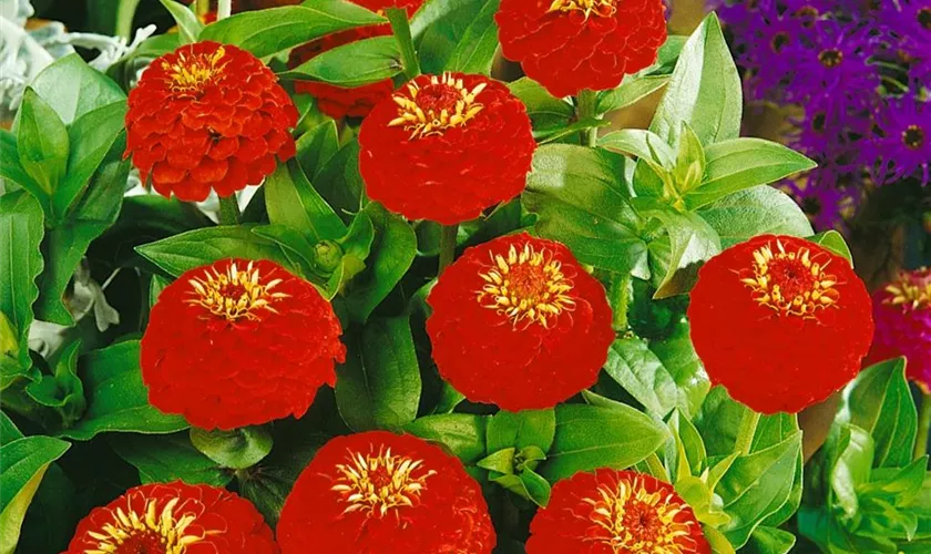 Zinnia elegans 'Liliput'