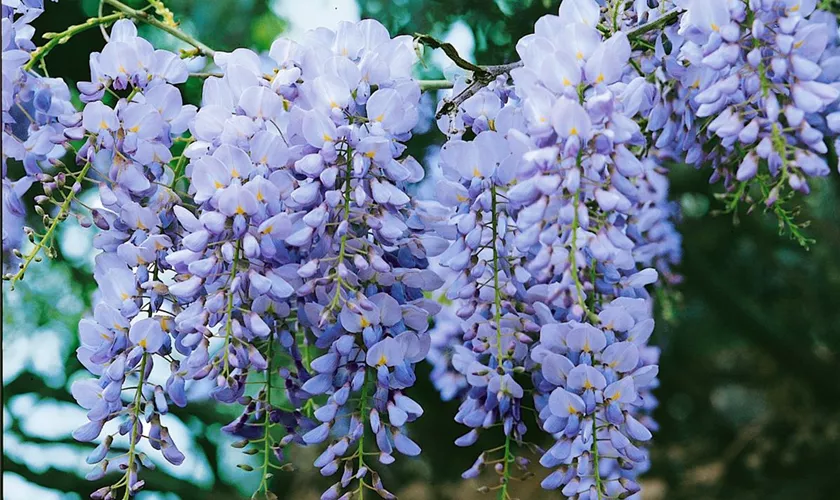 Wisteria sinensis 'Blue Sapphire'