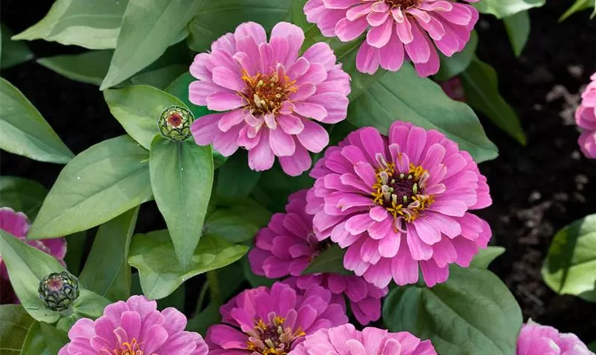 Zinnia elegans 'Magellan'