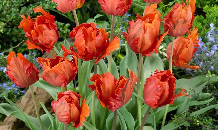 Tulipa 'Orange Favourite'