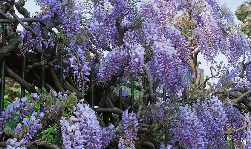 Wisteria sinensis 'Prolific'