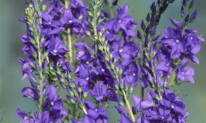 Veronica austriaca subsp. teucrium 'Shirley Blue'