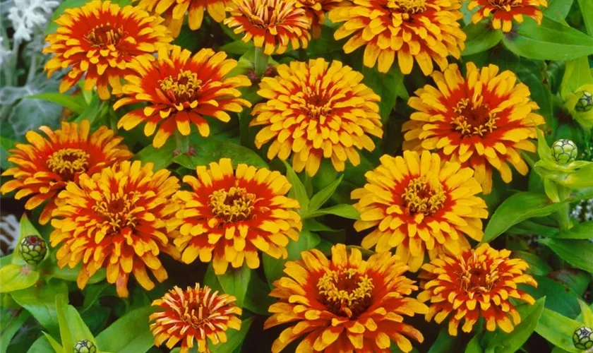 Zinnia elegans 'Perserteppich'